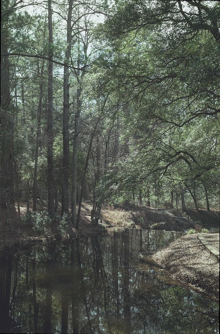 Forest Water Gate Consultoría work